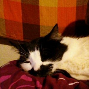 Meet your Posher, Autumn